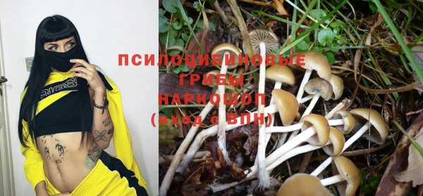 стаф Богданович